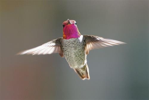 red flight 